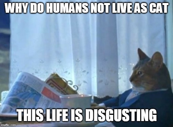 I Should Buy A Boat Cat | WHY DO HUMANS NOT LIVE AS CAT; THIS LIFE IS DISGUSTING | image tagged in memes,i should buy a boat cat | made w/ Imgflip meme maker