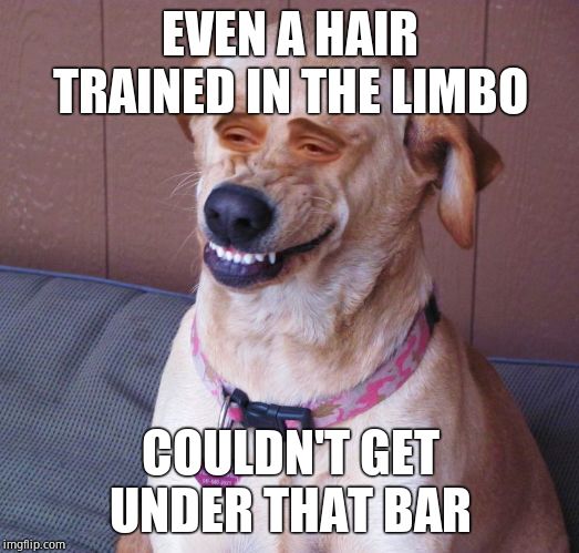 Dog smile | EVEN A HAIR TRAINED IN THE LIMBO COULDN'T GET UNDER THAT BAR | image tagged in dog smile | made w/ Imgflip meme maker