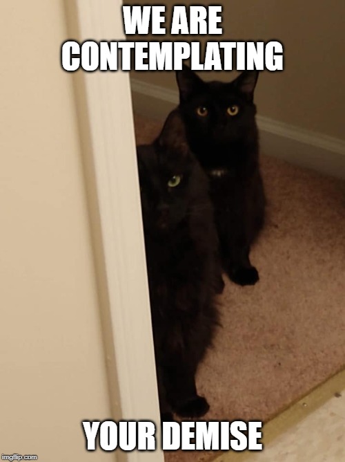 Black Cats Contemplating Your Demise | WE ARE CONTEMPLATING; YOUR DEMISE | image tagged in cats,black,evil cat,black cat | made w/ Imgflip meme maker