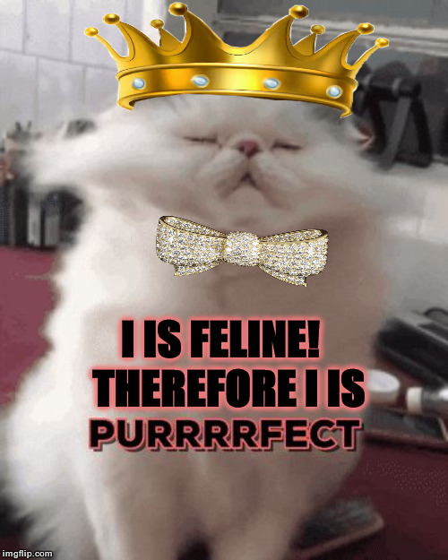 I'M PURRFECT | I IS FELINE! THEREFORE I IS | image tagged in i'm purrfect | made w/ Imgflip meme maker