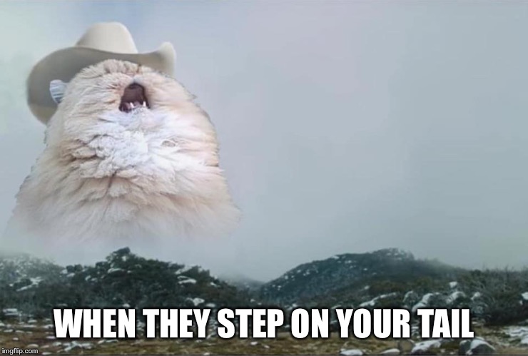 Don’t Step on Kitty’s Tail | WHEN THEY STEP ON YOUR TAIL | image tagged in screaming cowboy cat,cats,pain,tail,step,memes | made w/ Imgflip meme maker