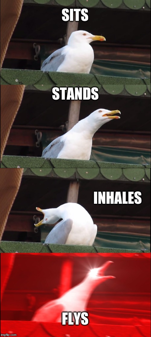 Inhaling Seagull | SITS; STANDS; INHALES; FLYS | image tagged in memes,inhaling seagull | made w/ Imgflip meme maker