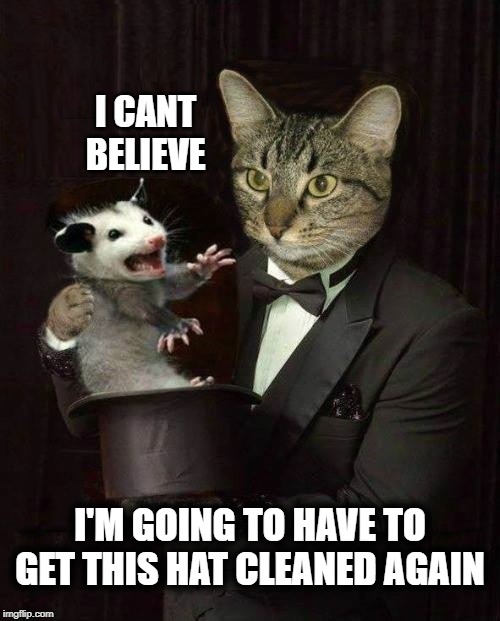 The bill is going to be ridiculous | I CANT BELIEVE; I'M GOING TO HAVE TO GET THIS HAT CLEANED AGAIN | image tagged in magician,cat,hat,possum,epic fail | made w/ Imgflip meme maker
