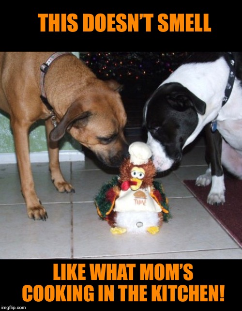 Happy Thanksgiving! | THIS DOESN’T SMELL; LIKE WHAT MOM’S COOKING IN THE KITCHEN! | image tagged in thanksgiving,dogs,turkey,toy,happy thanksgiving | made w/ Imgflip meme maker