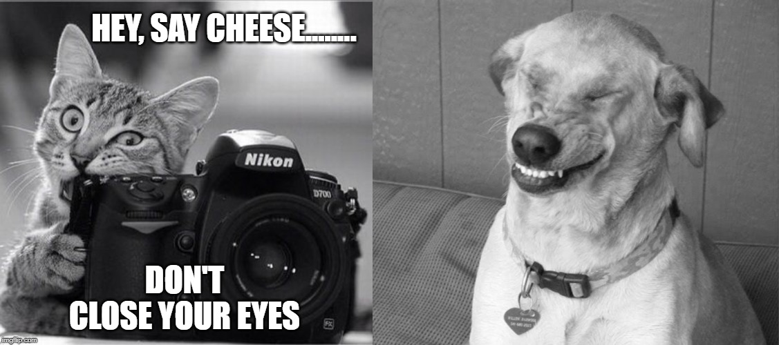 Photographer cat | HEY, SAY CHEESE........ DON'T CLOSE YOUR EYES | image tagged in cat | made w/ Imgflip meme maker