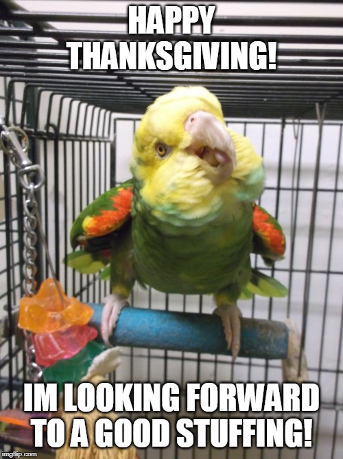 HAPPY THANKSGIVING! IM LOOKING FORWARD TO A GOOD STUFFING! | made w/ Imgflip meme maker