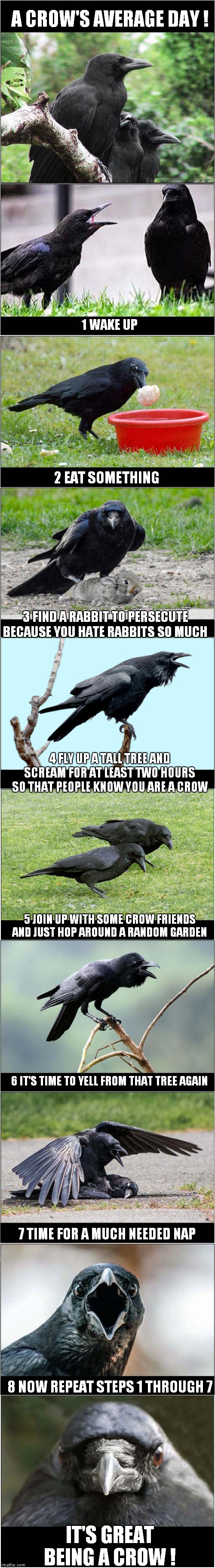 Being A Crow - It's Great ! | A CROW'S AVERAGE DAY ! 1 WAKE UP; 2 EAT SOMETHING; 3 FIND A RABBIT TO PERSECUTE BECAUSE YOU HATE RABBITS SO MUCH; 4 FLY UP A TALL TREE AND SCREAM FOR AT LEAST TWO HOURS SO THAT PEOPLE KNOW YOU ARE A CROW; 5 JOIN UP WITH SOME CROW FRIENDS AND JUST HOP AROUND A RANDOM GARDEN; 6 IT'S TIME TO YELL FROM THAT TREE AGAIN; 7 TIME FOR A MUCH NEEDED NAP; 8 NOW REPEAT STEPS 1 THROUGH 7; IT'S GREAT BEING A CROW ! | image tagged in fun,crow,birds | made w/ Imgflip meme maker