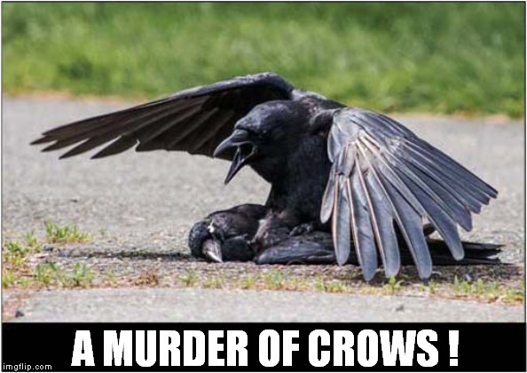 Crow Murder ? | A MURDER OF CROWS ! | image tagged in fun,crow,birds | made w/ Imgflip meme maker