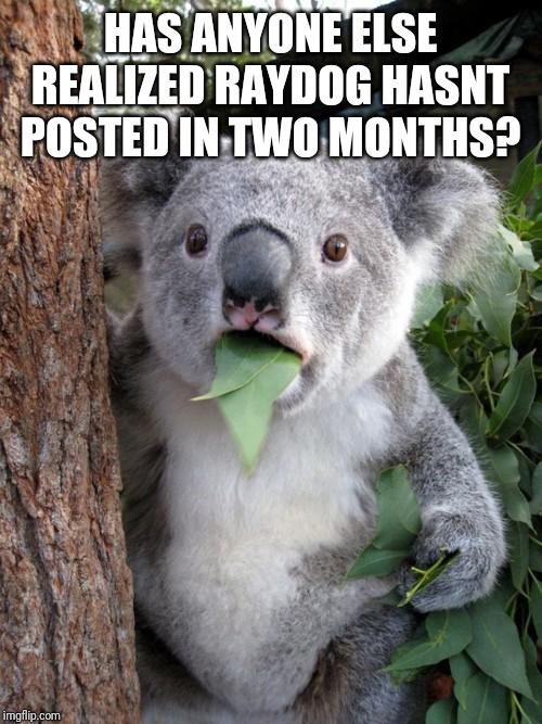 Surprised Koala | HAS ANYONE ELSE REALIZED RAYDOG HASNT POSTED IN TWO MONTHS? | image tagged in memes,surprised koala | made w/ Imgflip meme maker