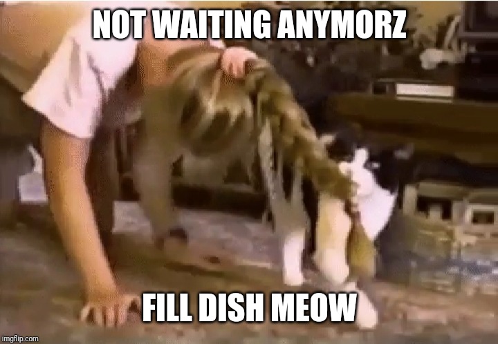 Feed me | NOT WAITING ANYMORZ; FILL DISH MEOW | image tagged in feed me | made w/ Imgflip meme maker