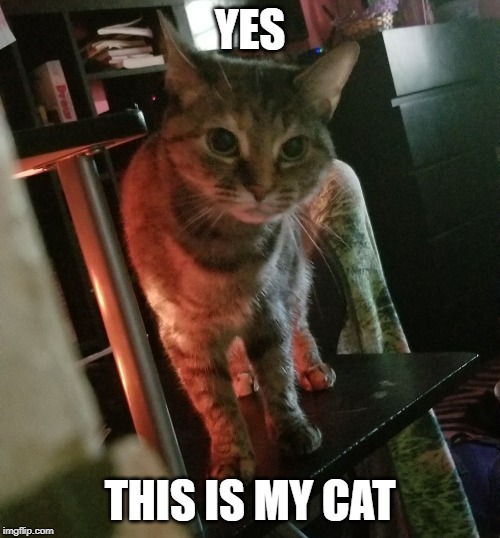 my cat | YES; THIS IS MY CAT | image tagged in my cat | made w/ Imgflip meme maker