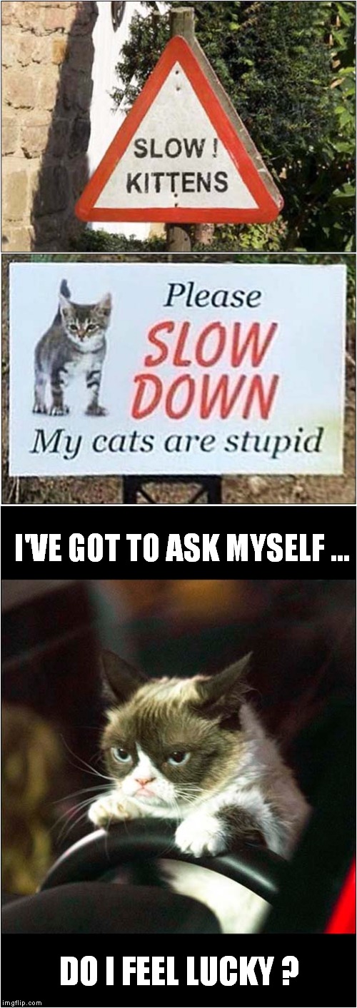 Grumpy, Do You Feel Lucky ? | I'VE GOT TO ASK MYSELF ... DO I FEEL LUCKY ? | image tagged in cats,grumpy cat,driving | made w/ Imgflip meme maker