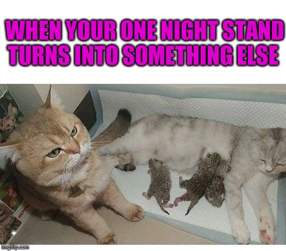 The SydneyB of Cats ฅ^•ﻌ•^ฅ | WHEN YOUR ONE NIGHT STAND TURNS INTO SOMETHING ELSE | image tagged in this wasn't part of the deal,cats | made w/ Imgflip meme maker
