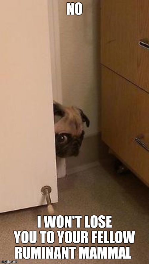 pug peeking | NO I WON'T LOSE YOU TO YOUR FELLOW RUMINANT MAMMAL | image tagged in pug peeking | made w/ Imgflip meme maker