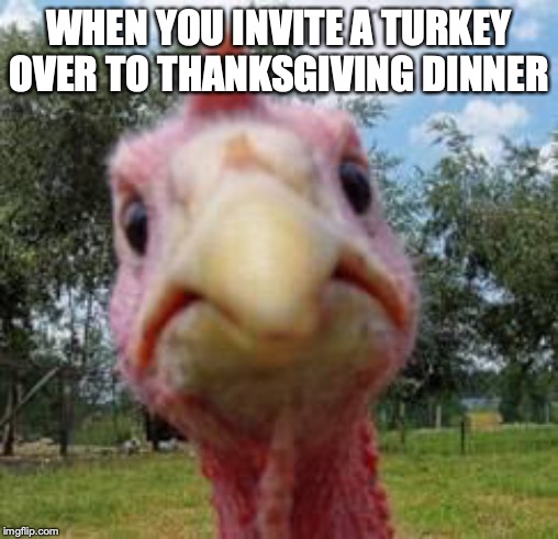 The face turkey makes | WHEN YOU INVITE A TURKEY OVER TO THANKSGIVING DINNER | image tagged in turkey,thanksgiving,the face you make when | made w/ Imgflip meme maker