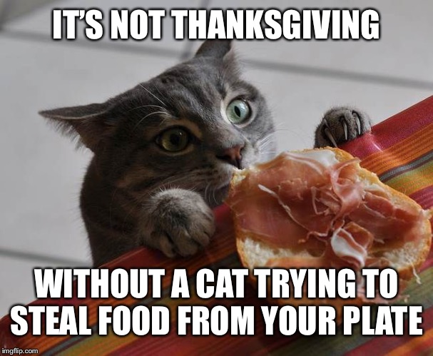 Thanksgiving traditions | IT’S NOT THANKSGIVING; WITHOUT A CAT TRYING TO STEAL FOOD FROM YOUR PLATE | image tagged in thanksgiving,cats,happy thanksgiving | made w/ Imgflip meme maker