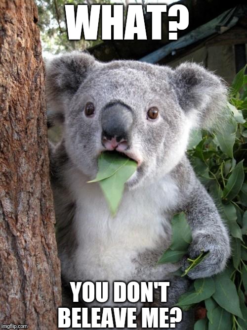 Surprised Koala Meme | WHAT? YOU DON'T BELEAVE ME? | image tagged in memes,surprised koala,funny,silly | made w/ Imgflip meme maker