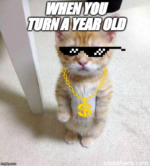 Cute Cat | WHEN YOU TURN A YEAR OLD | image tagged in memes,cute cat | made w/ Imgflip meme maker