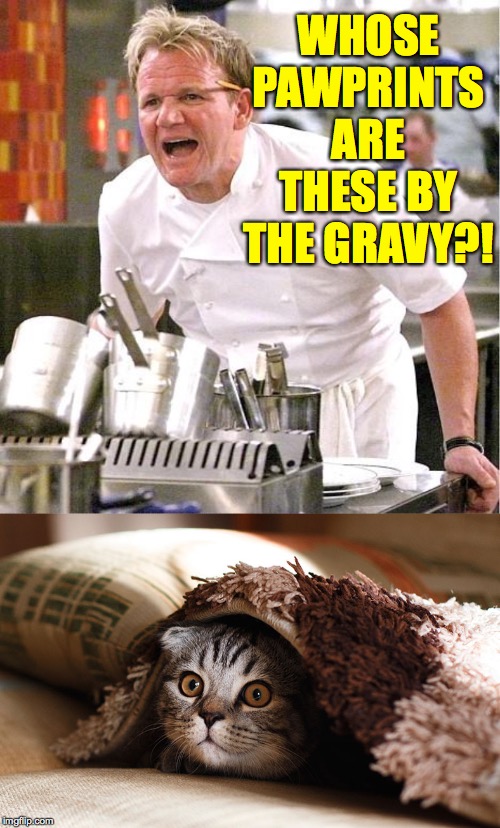 Uh oh. | WHOSE PAWPRINTS ARE THESE BY THE GRAVY?! | image tagged in memes,chef gordon ramsay,outlaw cat,thanksgiving | made w/ Imgflip meme maker