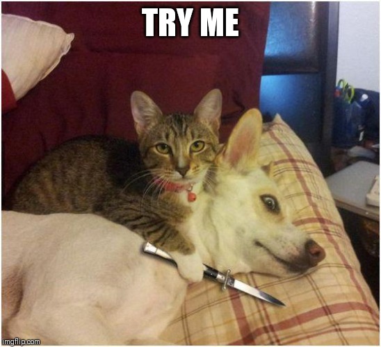 Warning killer cat | TRY ME | image tagged in warning killer cat | made w/ Imgflip meme maker