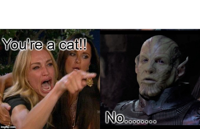 You're Just A Cat | You're a cat!! No........ | image tagged in crazy cat lady | made w/ Imgflip meme maker