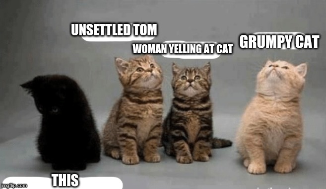 UNSETTLED TOM; GRUMPY CAT; WOMAN YELLING AT CAT; THIS | image tagged in cats | made w/ Imgflip meme maker