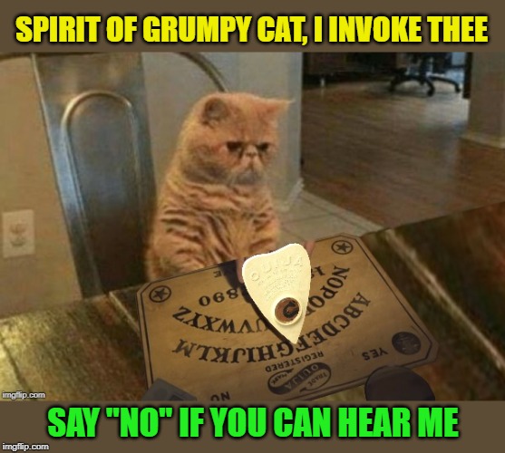 Seance | SPIRIT OF GRUMPY CAT, I INVOKE THEE; SAY "NO" IF YOU CAN HEAR ME | image tagged in memes,cat,grumpy cat | made w/ Imgflip meme maker