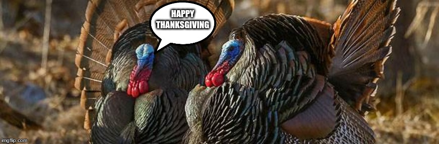 hypocrisy | HAPPY THANKSGIVING | image tagged in thanksgiving | made w/ Imgflip meme maker