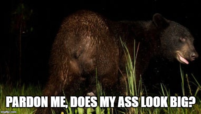Bear Questions | PARDON ME, DOES MY ASS LOOK BIG? | image tagged in how about no bear | made w/ Imgflip meme maker