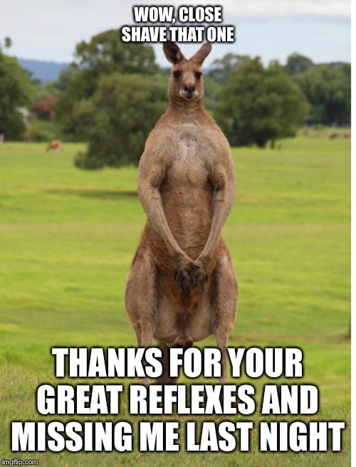 Kangaroo | WOW, CLOSE SHAVE THAT ONE; THANKS FOR YOUR GREAT REFLEXES AND MISSING ME LAST NIGHT | image tagged in wtf | made w/ Imgflip meme maker
