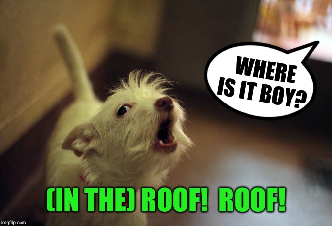 WHERE IS IT BOY? (IN THE) ROOF!  ROOF! | made w/ Imgflip meme maker