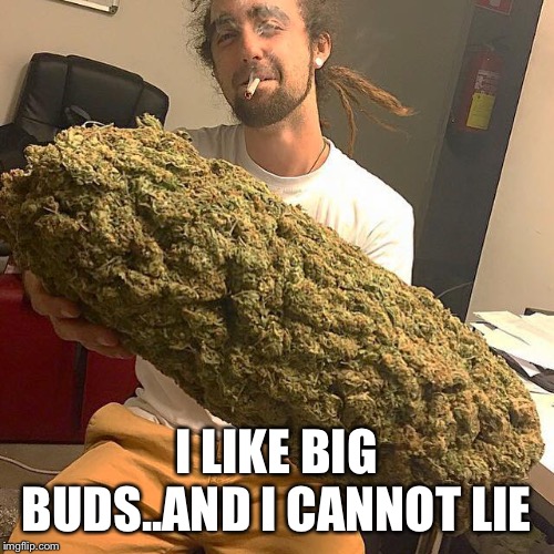 Weed guy | I LIKE BIG BUDS..AND I CANNOT LIE | image tagged in weed guy | made w/ Imgflip meme maker
