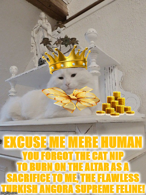ARROGANT TURD | EXCUSE ME MERE HUMAN; YOU FORGOT THE CAT NIP TO BURN ON THE ALTAR AS A SACRIFICE TO ME, THE FLAWLESS TURKISH ANGORA SUPREME FELINE! | image tagged in arrogant turd | made w/ Imgflip meme maker