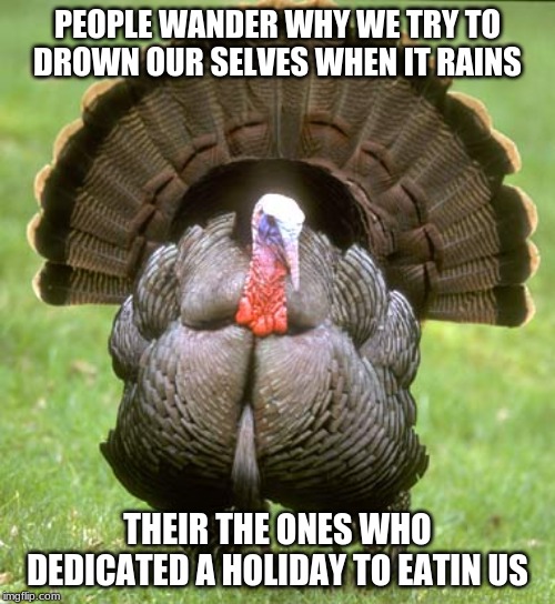 Happy Thanksgiving yall | PEOPLE WANDER WHY WE TRY TO DROWN OUR SELVES WHEN IT RAINS; THEIR THE ONES WHO DEDICATED A HOLIDAY TO EATIN US | image tagged in memes,turkey | made w/ Imgflip meme maker