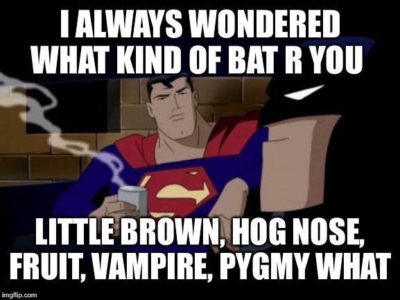 Batman And Superman Meme | I ALWAYS WONDERED WHAT KIND OF BAT R YOU; LITTLE BROWN, HOG NOSE, FRUIT, VAMPIRE, PYGMY WHAT | image tagged in memes,batman and superman | made w/ Imgflip meme maker