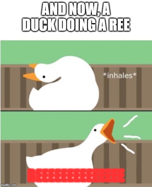 Untitled goose game honk | AND NOW, A DUCK DOING A REE; REEEEEEEEEEEEEE | image tagged in untitled goose game honk | made w/ Imgflip meme maker