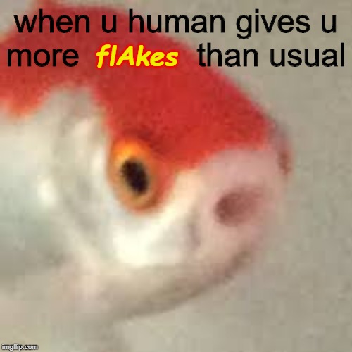 cute fishy | when u human gives u more             than usual; flAkes | image tagged in cute,fish,wholesome | made w/ Imgflip meme maker