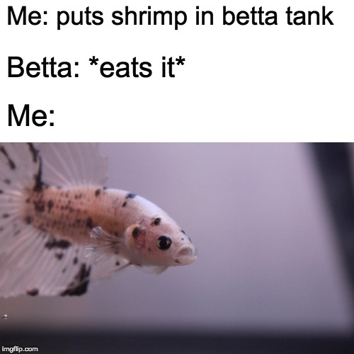 Me: puts shrimp in betta tank; Betta: *eats it*; Me: | image tagged in bettafish | made w/ Imgflip meme maker