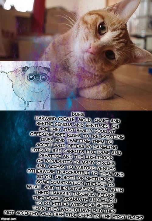 DOES HARVARD CREATE, MOLD, CRAFT AND REFINE GENIUS AND GENIUSES, OR ARE THEY JUST REALLY GOOD AT OFFERING FREE RIDES TO PRE-EXISTING ONES AND TEMPTING THEM TO ACCEPT SAID OFFERS BY DANGLING LOTS OF RAD CARROTS LIKE FAME AND PRESTIGE AND THE LIKELIHOOD OF POPULARITY IN MANY CIRCLES AND ACCESS TO VARIOUS VENUES OTHERWISE INACCESSIBLE TO THEM AND SO ON, OR BOTH OR NEITHER OR SOME COMBINATION THEREOF OR WHAT, AND THEN STAMPING THEM WITH THEIR HARVARD INSIGNIA BEFORE THEY EASILY GRADUATE AND GO ON TO DO EITHER WORSE OR BETTER THAN THEY WOULD HAVE HAD THEY NOT ACCEPTED SAID FREE RIDE OFFER IN THE FIRST PLACE? | image tagged in curious question cat | made w/ Imgflip meme maker