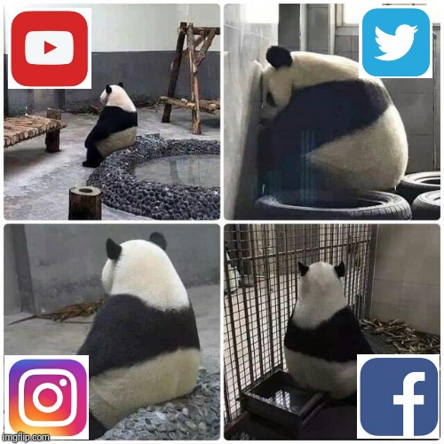Social Media Experience as Demonstrated by a Panda | image tagged in memes,panda,social media | made w/ Imgflip meme maker
