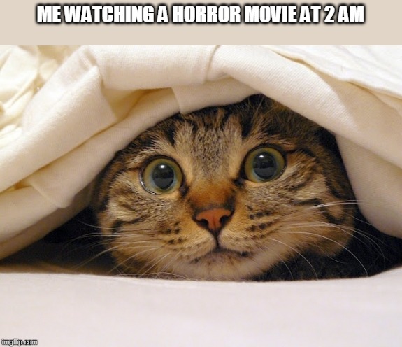 watching horror movie | ME WATCHING A HORROR MOVIE AT 2 AM | image tagged in scared cat | made w/ Imgflip meme maker