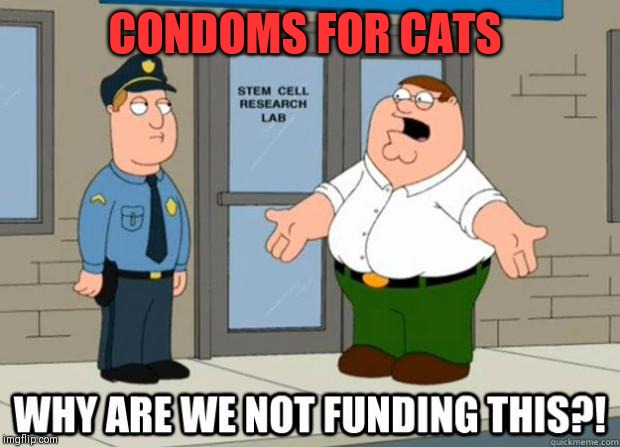 why are we not funding it  | CONDOMS FOR CATS | image tagged in why are we not funding it | made w/ Imgflip meme maker