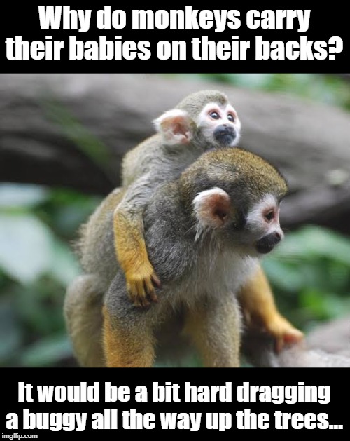 monkeys carry their babies | Why do monkeys carry their babies on their backs? It would be a bit hard dragging a buggy all the way up the trees… | image tagged in funny | made w/ Imgflip meme maker
