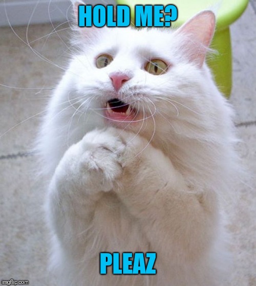I Can Haz | HOLD ME? PLEAZ | image tagged in i can haz | made w/ Imgflip meme maker