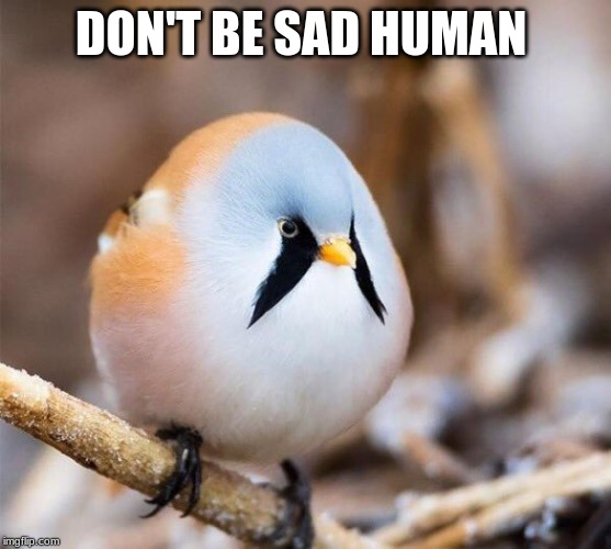 Borb | DON'T BE SAD HUMAN | image tagged in borb | made w/ Imgflip meme maker