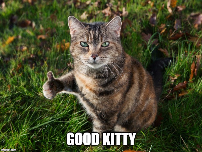 THUMBS UP CAT | GOOD KITTY | image tagged in thumbs up cat | made w/ Imgflip meme maker