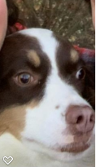 High Quality Disturbed Dog Blank Meme Template