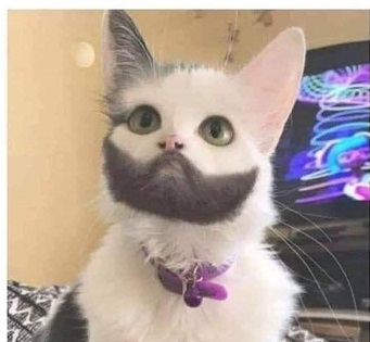 Beard cat Blank Meme Template