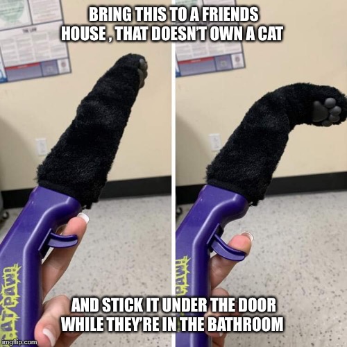 BRING THIS TO A FRIENDS HOUSE , THAT DOESN’T OWN A CAT; AND STICK IT UNDER THE DOOR WHILE THEY’RE IN THE BATHROOM | image tagged in cats,kitten,bathroom,joke,prank,scare | made w/ Imgflip meme maker