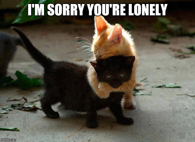 kitten hug | I'M SORRY YOU'RE LONELY | image tagged in kitten hug | made w/ Imgflip meme maker